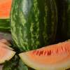Wassermelone Orangelo - Citrullus lanatus - BIOSAMEN