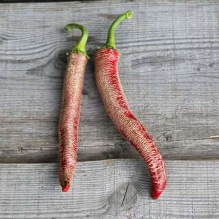 Chili Rezha Macedonian - Capsicum annuum - BIOSAMEN