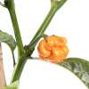 Chili Carolina Reaper Yellow - Capsicum chinense - Samen
