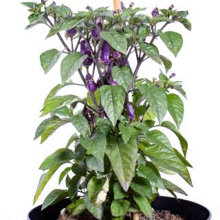 Chili Trinidad Purple Coffee - Capsicum annuum - Samen