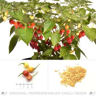 Chili Habanero Bolivian - Capsicum chinense - Samen