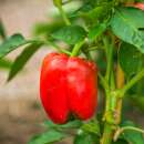 Paprika California Wonder - Capsicum annuum - BIOSAMEN