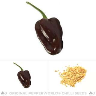 Chili Chocolate Scotch Bonnet - Capsicum chinense - Samen