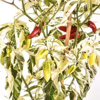 Chili Fish Pepper - Capsicum annuum - Samen