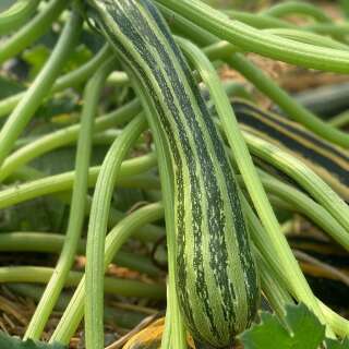 Zucchetti, Zucchini Verte Non Coureuse dItalie -...