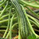 Zucchetti, Zucchini Verte Non Coureuse dItalie - Cucurbita pepo - BIOSAMEN