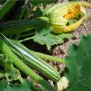 Zucchetti, Zucchini Verte Non Coureuse dItalie - Cucurbita pepo - BIOSAMEN