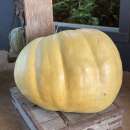 Kürbis Atlantic Giant - Cucurbita maxima - BIOSAMEN