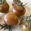 Tomate, Cocktailtomate Blue Cream Berries - Solanum lycopersicum - BIOSAMEN