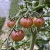 Tomate, Cocktailtomate Blue Cream Berries - Solanum lycopersicum - BIOSAMEN