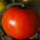 Tomate Royale des Guineaux - Solanum lycopersicum - BIOSAMEN