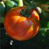 Tomate Royale des Guineaux - Solanum lycopersicum - BIOSAMEN