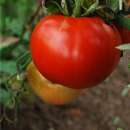 Tomate Saint Pierre - Solanum lycopersicum - BIOSAMEN