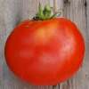 Tomate Saint Pierre - Solanum lycopersicum - BIOSAMEN