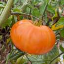 Tomate Summer Cider - Solanum lycopersicum - BIOSAMEN