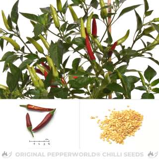Chili Guntur Sannam - Capsicum annuum - Samen
