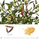 Chili Guntur Sannam - Capsicum annuum - Samen