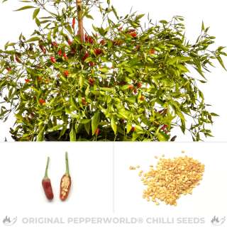Chili African Devil - Capsicum annuum - Samen