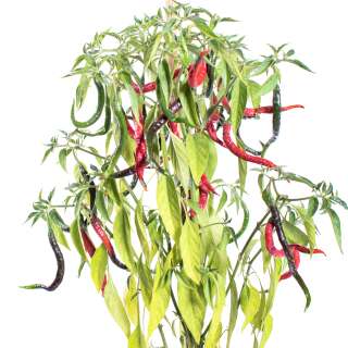 Chili Cabe Keriting - Capsicum annuum - Samen