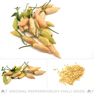 Chili Inca Peach Drop - Capsicum baccatum - Samen