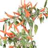 Chili Goat´s Weed Orange - Capsicum annuum - Samen