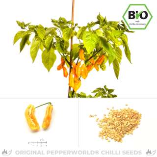 Chili Goronong - Capsicum chinense - BIOSAMEN