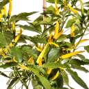Chili Cedrino - Capsicum annuum - Samen