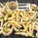 Chili Murupi Amarela - Capsicum chinense - Samen