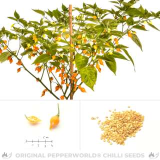 Chili Biquinho Amarelo Yellow - Capsicum chinense - Samen