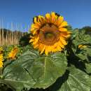 Sonnenblume Nain Jaune Simple Sunspot - Helianthus annuus...