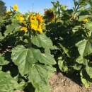 Sonnenblume Nain Jaune Simple Sunspot - Helianthus annuus...