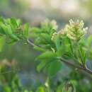 Bärenschote, Süsser Tragant - Astragalus...