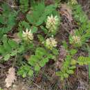 Bärenschote, Süsser Tragant - Astragalus glycyphyllos - BIOSAMEN