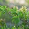 Bärenschote, Süsser Tragant - Astragalus glycyphyllos - BIOSAMEN