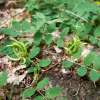 Bärenschote, Süsser Tragant - Astragalus glycyphyllos - BIOSAMEN