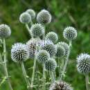 Distel, Kugeldistel, drüsenblättrige - Echinops sphaerocephalus - BIOSAMEN