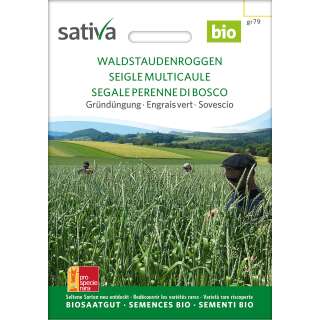 Gründüngung Waldstaudenroggen - Secale cereale...