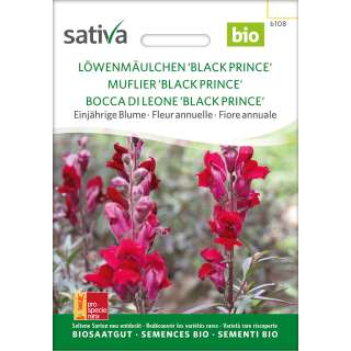 Löwenmäulchen Black Prince - Antirrhinum majus - Samen