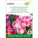Atlasblume Azaleenschau - Lathyrus sativus - Biosamen