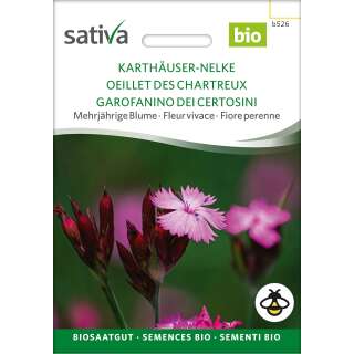 Karthäuser-Nelke - Dianthus carthusianorum - BIOSAMEN