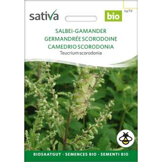 Salbei-Gamander - Teucrium scorodonia - BIOSAMEN