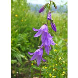 Acker-Glockenblume - Campanula rapunculoides - Demeter biologische Samen