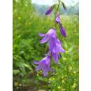 Acker-Glockenblume - Campanula rapunculoides - Demeter biologische Samen