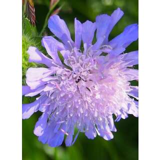 Acker-Witwenblume - Knautia arvensis - Demeter biologische Samen