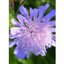 Acker-Witwenblume - Knautia arvensis - Demeter...