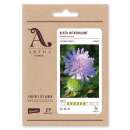 Acker-Witwenblume - Knautia arvensis - Demeter biologische Samen