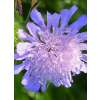 Acker-Witwenblume - Knautia arvensis - Demeter biologische Samen