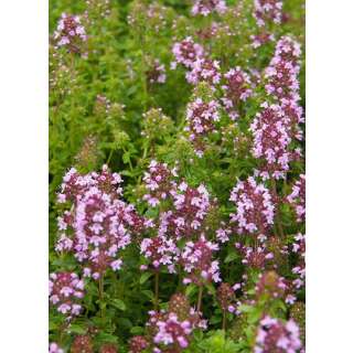 Arznei-Thymian - Thymus pulegioides - Demeter biologische Samen