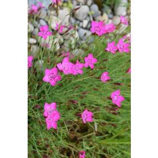 Heide-Nelke - Dianthus deltoides - Demeter biologische Samen