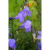 Glockenblume, rundblättrige - Campanula rotundifolia - Demeter biologische Samen